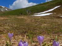 Crocus caeruleus 8, Saxifraga-Ed Stikvoort