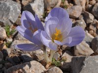 Crocus cancellatus 3, Saxifraga-Harry Jans