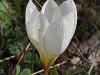 Crocus hadriaticus 2, Saxifraga-Harry Jans