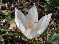 Crocus hadriaticus 3, Saxifraga-Harry Jans