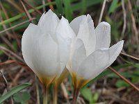 Crocus hadriaticus 5, Saxifraga-Harry Jans