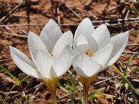 Crocus hadriaticus 6, Saxifraga-Harry Jans