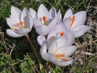 Crocus hadriaticus 7, Saxifraga-Harry Jans