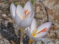 Crocus hadriaticus 9, Saxifraga-Harry Jans