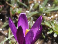 Crocus minimus 2, Saxifraga-Rutger Barendse