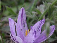 Crocus minimus 3, Saxifraga-Rutger Barendse