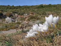 Crocus niveus 10, habitat, Saxifraga-Harry Jans