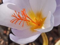 Crocus niveus 12, Saxifraga-Harry Jans