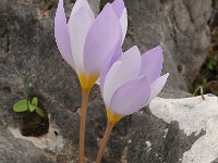 Crocus niveus 14, Saxifraga-Harry Jans