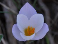 Crocus niveus 2, Saxifraga-Harry Jans