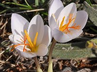 Crocus niveus 4, Saxifraga-Harry Jans