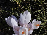 Crocus niveus 6, Saxifraga-Harry Jans