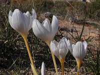 Crocus niveus 7, Saxifraga-Harry Jans