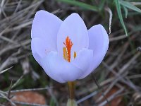 Crocus niveus 8, Saxifraga-Harry Jans