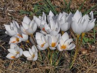 Crocus niveus 9, Saxifraga-Harry Jans