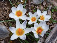 Crocus sieberi ssp sieberi 1, Saxifraga-Harry Jans