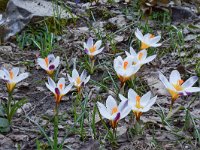 Crocus sieberi ssp sieberi 2, Saxifraga-Harry Jans