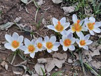 Crocus sieberi ssp sieberi 4, Saxifraga-Harry Jans