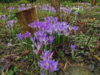 Crocus tommasinianus 36, Boerenkrokus, Saxifraga-Hans Grotenhuis