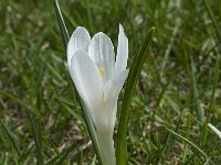 Crocus vernus 10, Bonte krokus, Saxifraga-Willem van Kruijsbergen