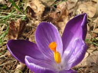 Crocus vernus 13, Bonte krokus, Saxifraga-Rutger Barendse