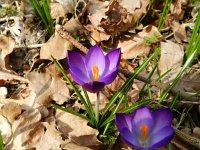 Crocus vernus 16, Bonte krokus, Saxifraga-Rutger Barendse