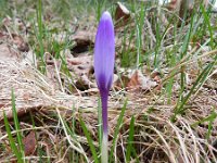 Crocus vernus 17, Bonte krokus, Saxifraga-Rutger Barendse