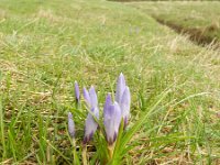 Crocus vernus 19, Bonte krokus, Saxifraga-Rutger Barendse