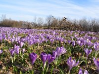 Crocus vernus 2, Bonte krokus, Saxifraga-Jasenka Topic