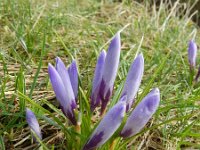 Crocus vernus 20, Bonte krokus, Saxifraga-Rutger Barendse