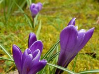 Crocus vernus 22, Bonte krokus, Saxifraga-Ed Stikvoort