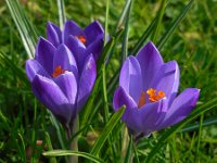 Crocus vernus 24, Bonte krokus, Saxifraga-Ed Stikvoort