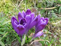 Crocus vernus 3, Bonte krokus, Saxifraga-Jasenka Topic