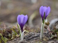 Crocus vernus 30, Bonte krokus, Saxifraga-Luuk Vermeer