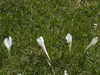 Crocus vernus 6, Bonte krokus, Saxifraga-Willem van Kruijsbergen