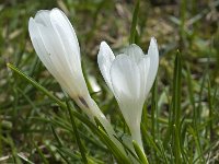 Crocus vernus 9, Bonte krokus, Saxifraga-Willem van Kruijsbergen