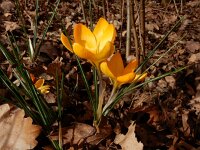 Crocus x luteus