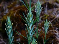 Crucianella angustifolia