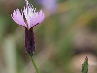 Crupina crupinastrum 2, Saxifraga-Rutger Barendse