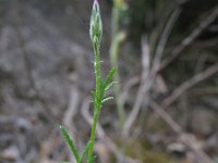 Crupina crupinastrum 3, Saxifraga-Rutger Barendse