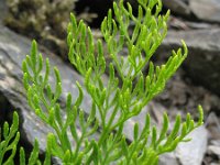 Cryptogramma crispa 11, Gekroesde rolvaren, Saxifraga-Rutger Barendse