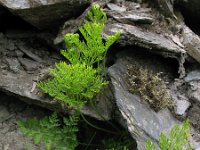 Cryptogramma crispa 12, Gekroesde rolvaren, Saxifraga-Rutger Barendse