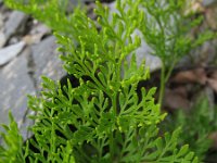 Cryptogramma crispa 14, Gekroesde rolvaren, Saxifraga-Rutger Barendse