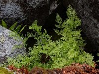 Cryptogramma crispa 22, Gekroesde rolvaren, Saxifraga-Ed Stikvoort