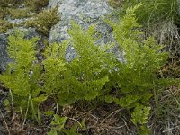 Cryptogramma crispa 3, Gekroesde rolvaren, Saxifraga-Willem van Kruijsbergen