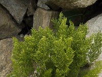 Cryptogramma crispa 5, Gekroesde rolvaren, Saxifraga-Willem van Kruijsbergen