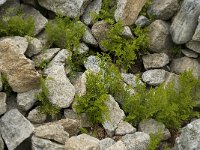 Cryptogramma crispa 6, Gekroesde rolvaren, Saxifraga-Willem van Kruijsbergen