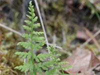 Cryptogramma crispa 7, Gekroesde rolvaren, Saxifraga-Rutger Barendse