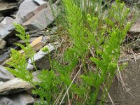 Cryptogramma crispa 9, Gekroesde rolvaren, Saxifraga-Rutger Barendse