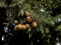 Cupressus sempervirens 10, Saxifraga-Ed Stikvoort